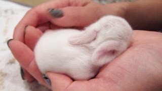 Newborn Baby Bunnies Snuggle and Sleep [upl. by Elianore]