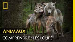 COMPRENDRE  les loups [upl. by Eldnek]