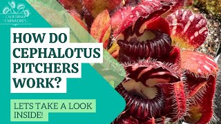 How do Cephalotus Pitchers Work [upl. by Arianie64]