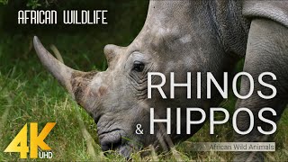 4K African Wildlife  RHINOS amp HIPPOS  African Wild Animals 2 HOUR [upl. by Bran]