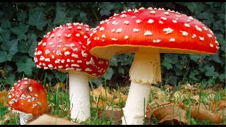 Introduction to Mycology [upl. by Htenaj]