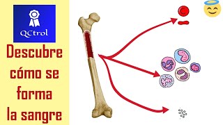 La HEMATOPOYESIS explicada en 5 minutos [upl. by Kcirderfla]