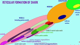 the reticular formation [upl. by Asilad399]