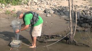 Amazing Mississippi River shrimp [upl. by Bord]