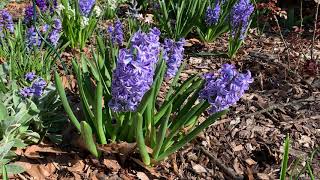 Hyacinth Plant Profile [upl. by Studner366]