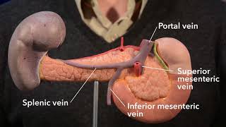 Pancreas anatomy [upl. by Arin]