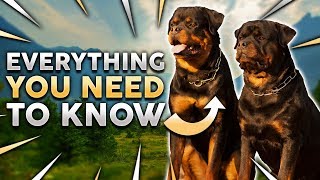 ROTTWEILER 101 Everything You Need To Know About Owning a Rottie Puppy [upl. by Ayhdnas703]