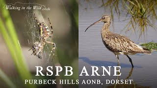 Dorset Walks Exploring RSPB Arne [upl. by Nudd175]