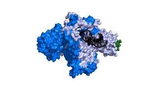 Telomerase in 3D [upl. by Gnen]