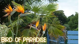 How to Propagate Bird of Paradise Plants  How to get Bird of Paradise Plants to Flower [upl. by Mairim]