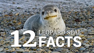 12 Leopard Seal Facts [upl. by Emorej675]