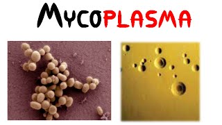 Mycoplasma [upl. by Arrak347]