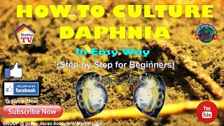 HOW TO CULTURE DAPHNIA In Easy Way [upl. by Itsud]