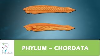 PHYLUM – CHORDATA [upl. by Niemad748]