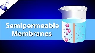 The Semipermeable Membrane [upl. by Llerreg485]