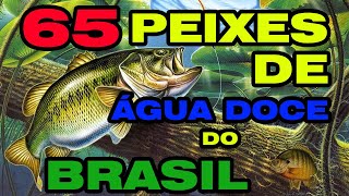 65 PEIXES DE ÁGUA DOCE DO BRASIL [upl. by Earized]