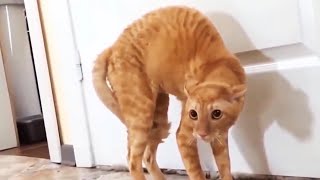 Funny Scaredy Cats Compilation  READ DESCRIPTION 👇🔥 [upl. by Llerehc551]