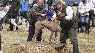 Lurcher Racing in Ireland [upl. by Hareehahs262]