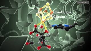 How Enzymes Work from PDB101 [upl. by Trammel]