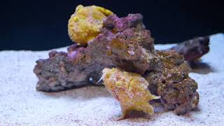 A Fish that Fishes Frogfish Feeding [upl. by Annawahs108]