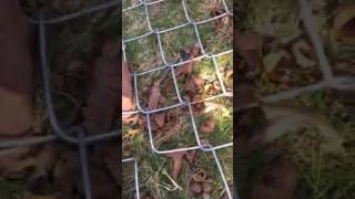 DIY Tip How to seam or splice chain link Fence together [upl. by Thorlie]