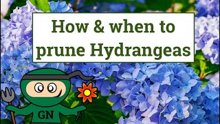 How and when to prune Hydrangeas [upl. by Stutman]