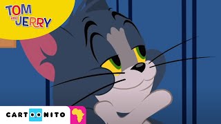 Tom and Jerry Sneaky Cat  Cartoonito Africa [upl. by Rab83]