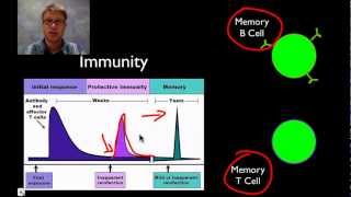 How do Antibodies Work [upl. by Allehs]