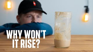 HOW TO FIX YOUR SOURDOUGH STARTER  Troubleshooting common issues [upl. by Ariuqahs]