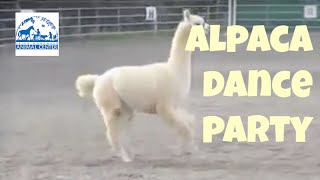 So Cute Alpaca Prancing [upl. by Scammon553]