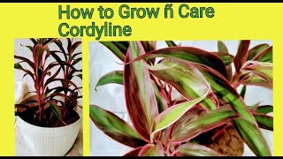 How To Grow and care Cordyline plants [upl. by Ariajay]