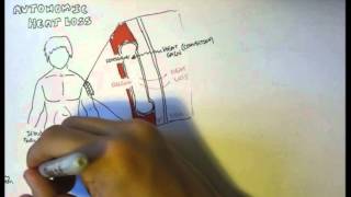 Temperature Homeostasis Regulation [upl. by Ika]