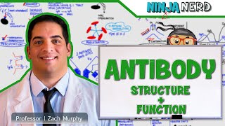 Immunology  Antibody Structure amp Function [upl. by Allebasi]