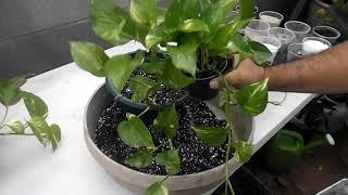 Repotting Pothos [upl. by Nagyam]