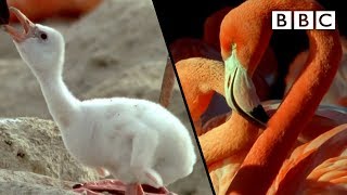 How baby flamingos get their pink colour  Animal Super Parents  BBC [upl. by Hedi]