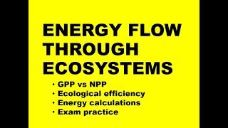 ENERGY FLOW THROUGH ECOSYSTEMS calculations  exam practice [upl. by Amikay]