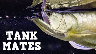 Top 10 Tank Mates For Arowanas [upl. by Soisinoid]